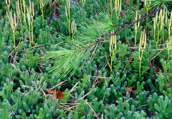 550-69 Pine Needles & Club Moss