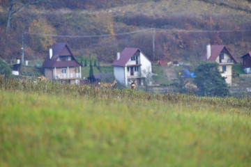 Roe deer grazing the grass near human village homes