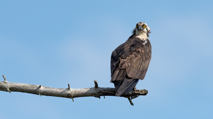 An Osprey perched on a branch against a bue sky.