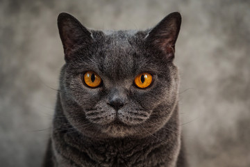 Portrait of British shorthair cat. Close up portrait