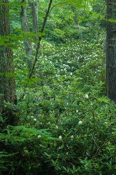 Rhododendron Blooming, Great Smoky Mountains