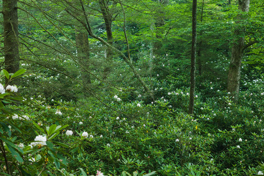 Rhododendron Blooming, Great Smoky Mountains