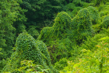 Kudzu, Summer, Blue Ridge Parkway