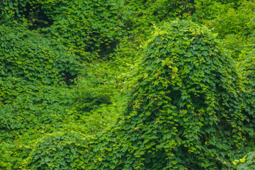 Kudzu, Summer, Blue Ridge Parkway © Jerry