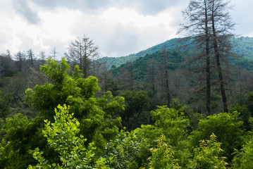 Fototapeta premium Dying Balsam Grove, Cherohala Skyway