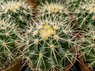 green cactus with white needles close up