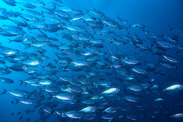lot of small fish in the sea under water / fish colony, fishing, ocean wildlife scene © kichigin19