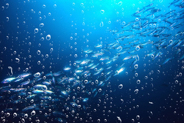 background underwater air bubbles reef / abstract sea background, diving, nature, ocean