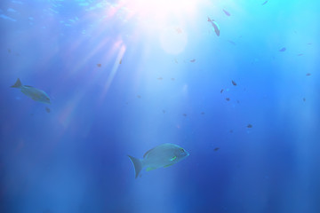 sun rays scuba reef / blue sea, abstract background, sunny day, rays in water