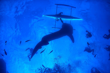 whale shark scene landscape / abstract underwater big sea fish, adventure, diving, snorkeling
