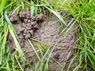 Bare lawn with soil and worm casts