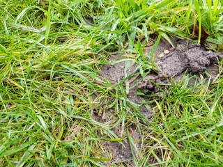 Bare lawn with soil and worm casts