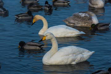 Whooper swans swimming in the lake, Altai, Russia