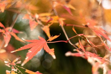 日本の紅葉
