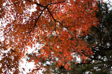 紅葉
