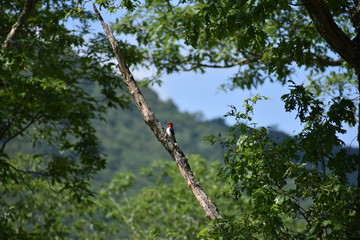 Redheaded woodpecker southwest Virginia mixed forest blue sky on a tree