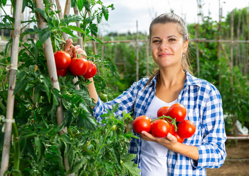 Woman picks ripe red tomatoes on a plantation