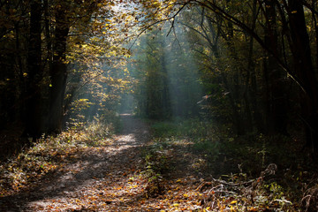 The diffused light of the morning sun in the autumn forest.
