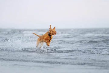 happy vizsla dog running in water in summer