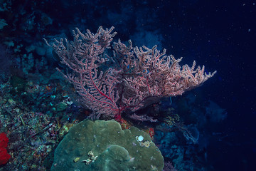 diving into water / sea scene, rest in the ocean, wildlife under water