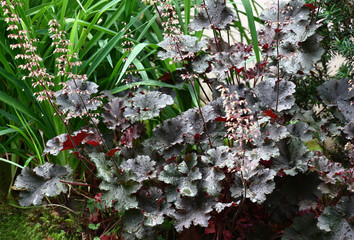 Nearby are a day lily with long green leaves in a flower bed and blossoming a heuchera with darkly...