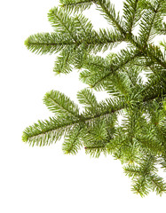 branch of noble fir