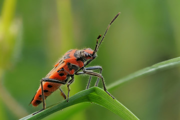 Eine rotschwarze Wanze auf Augenhöhe, Corizus hyoscyami, sitzt auf einem Grashalm, viel Tiefenschärfe und unscharfer Hintergrund
