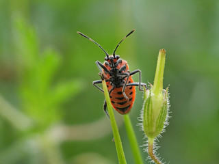 Eine rotschwarze Wanze mit Saugrüssel, Corizus hyoscyami, sitzt auf Grashalmen, viel Tiefenschärfe und unscharfer Hintergrund