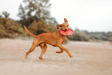 happy vizsla dog running on a beach with a flying disc
