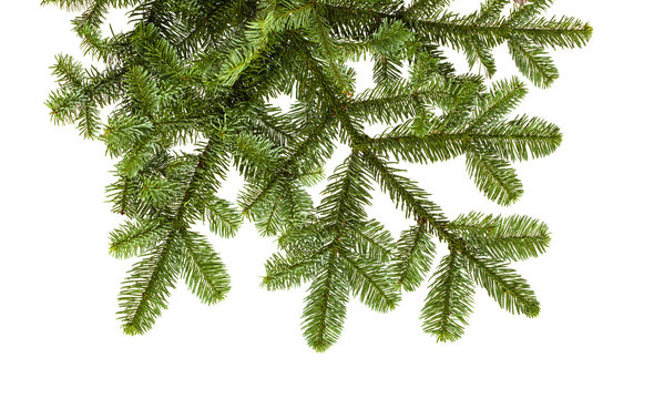 Branch Of Noble Fir