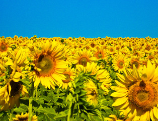 sunflower field of sunflowers