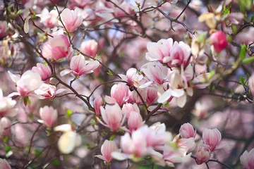 Poster Im Rahmen Magnolienblüte Frühlingsgarten / schöne Blumen, Frühlingshintergrund rosa Blumen © kichigin19