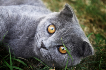  British short-haired cat lies on the ground