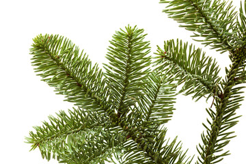 branch of noble fir