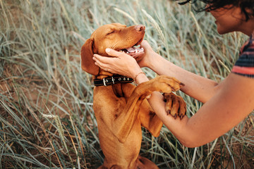 happy vizsla dog portrait with owner hands petting him