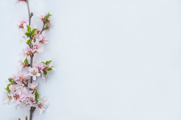 Beautiful twig with sakura blossom on the white backround. Copy space, flat lay