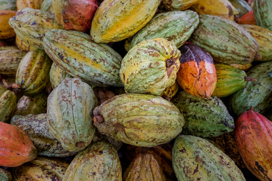 Cocoa bean drying, different color, before roasted
