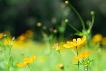Scenery with cosmos representing autumn . yellow flower blooming in the field, vintage warm tone . free and joyful concept idea background