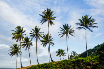 Fototapeta na wymiar Coconut trees on the beach