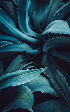 abstract agave close up