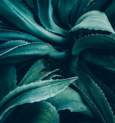 abstract agave close up - obrazy, fototapety, plakaty