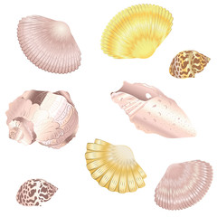 Decorative seashell set
