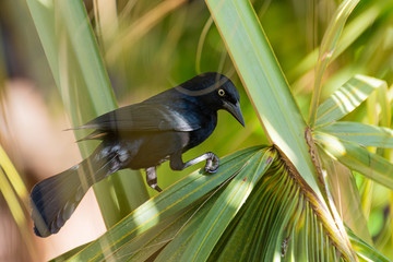 bird on palm tree