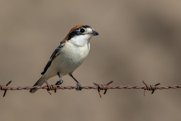 Woodchat Shrike Perched