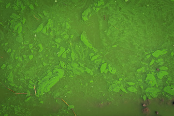 green murky water background