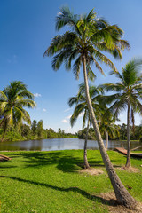 palm trees on the beach