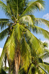 coconut palm tree on background of blue sky