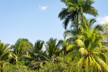 coconut palm trees and blue sky