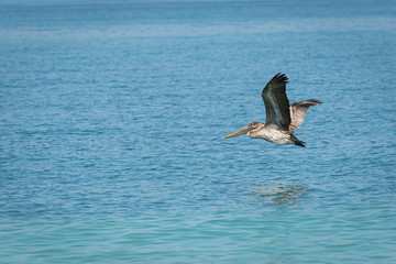 pelican in flight
