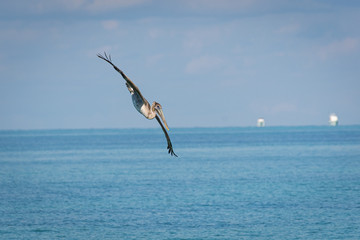 pelican in flight